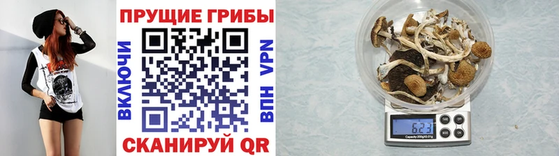 кракен ссылки  Арамиль  Галлюциногенные грибы Cubensis 